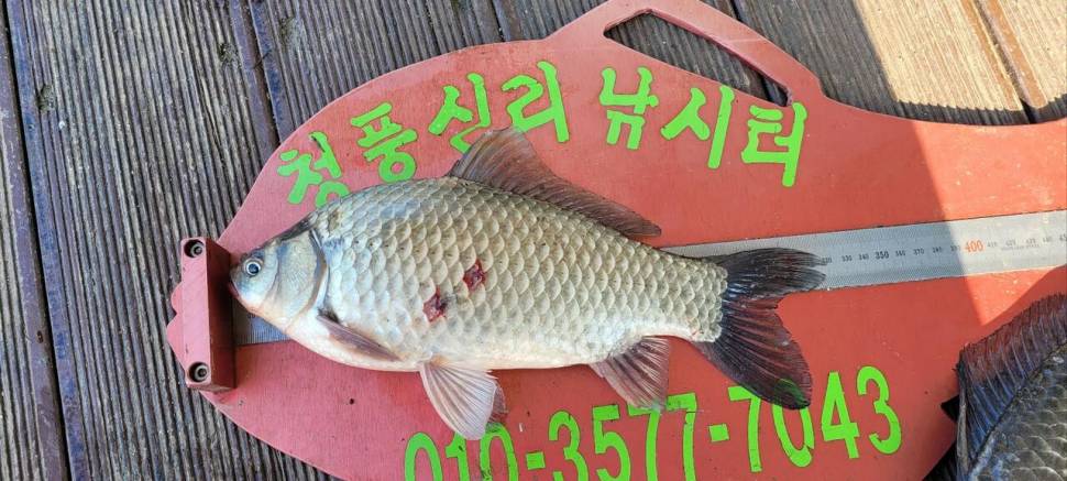 청풍신리낚시터 허리급입니다 (조황조행기 - 충주호조황속보)