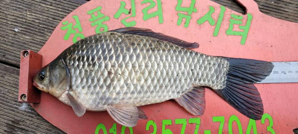 청풍신리낚시터 허리급 조황입니다 (조황조행기 - 충주호조황속보)