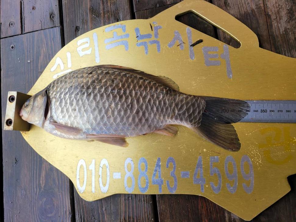 청풍 실리곡낚시터 4짜4짜 조황입니다 (조황조행기 - 충주호조황속보)