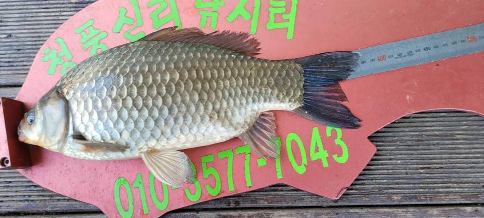 청풍신리낚시터 4짜외 허리급 조황입니다 (조황조행기 - 충주호조황속보)