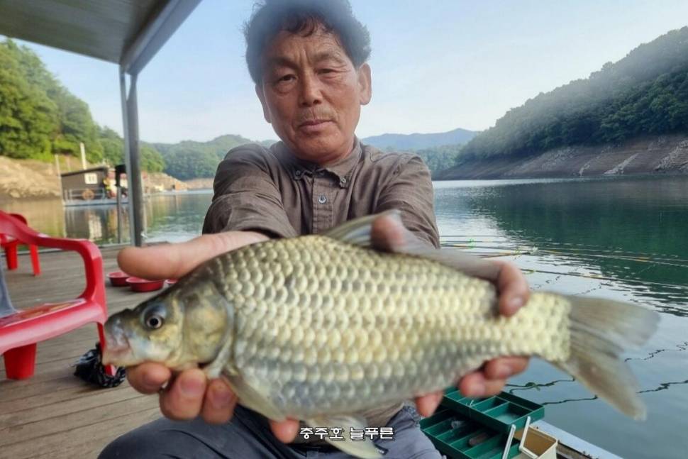늘푸른 최근 속보 조황입니다 (조황조행기 - 충주호조황속보)