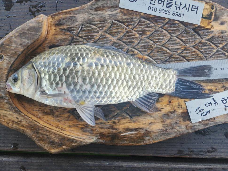 청풍 한버들 4짜 조황입니다 (조황조행기 - 충주호조황속보)