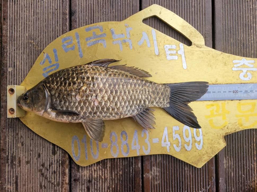 청풍실리곡낚시터 428cm외 허리급 조황입니다 (조황조행기 - 충주호조황속보)