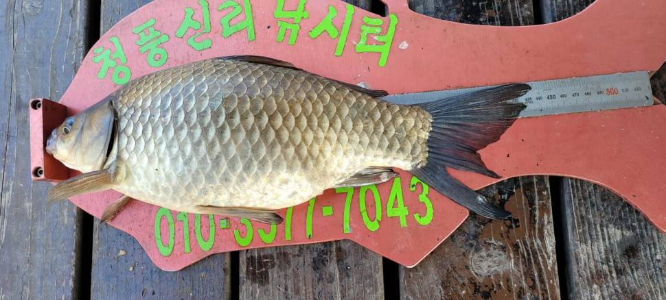 청풍신리낚시터 435cm외 허리급 조황입니다 (조황조행기 - 충주호조황속보)