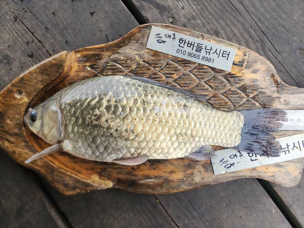 청풍 한버들 4짜 조황입니다 (조황조행기 - 충주호조황속보)