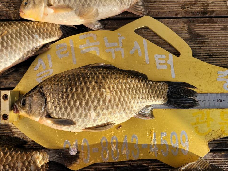 청풍실리곡낚시터 4짜외 허리급 조황입니다 (조황조행기 - 충주호조황속보)