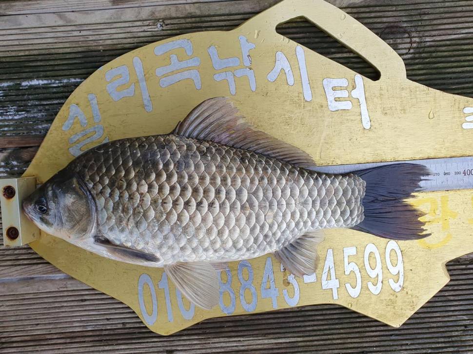 실리곡낚시터 허리급 조황입니다 (조황조행기 - 충주호조황속보)