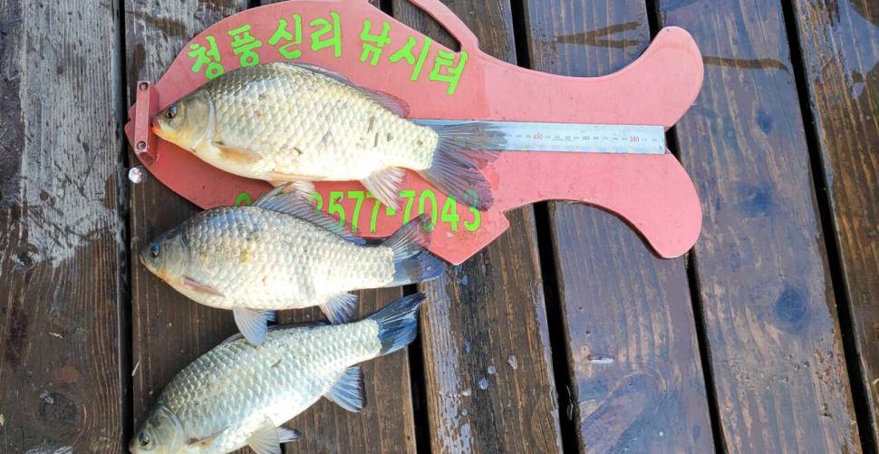 청풍신리낚시터 435cm외 허리급 조황입니다 (조황조행기 - 충주호조황속보)