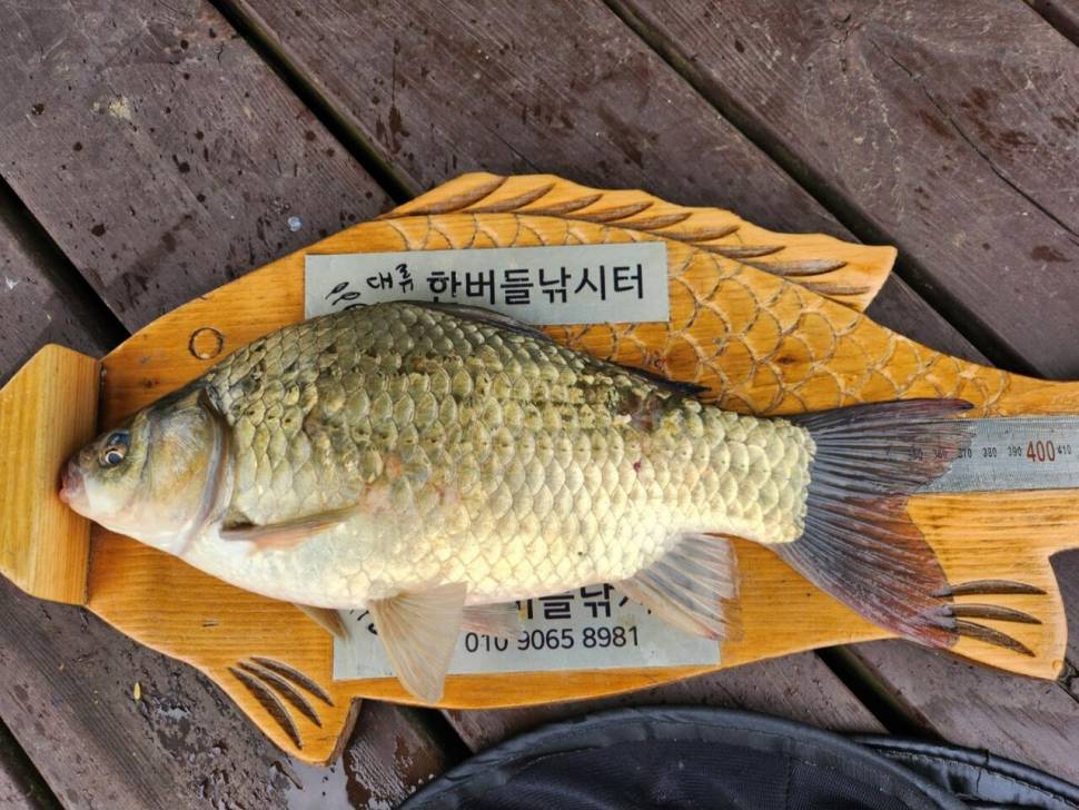 청풍 한버들 4짜 조황입니다 (조황조행기 - 충주호조황속보)