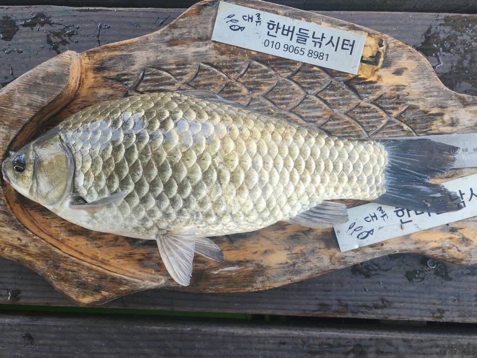 청풍 한버들 4짜 조황입니다 (조황조행기 - 충주호조황속보)