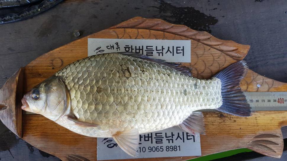 한버들 4짜 포함 허릿급 조황입니다 (조황조행기 - 충주호조황속보)