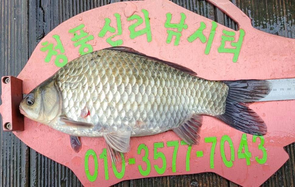 청풍신리낚시터 허리급 조황입니다 (조황조행기 - 충주호조황속보)
