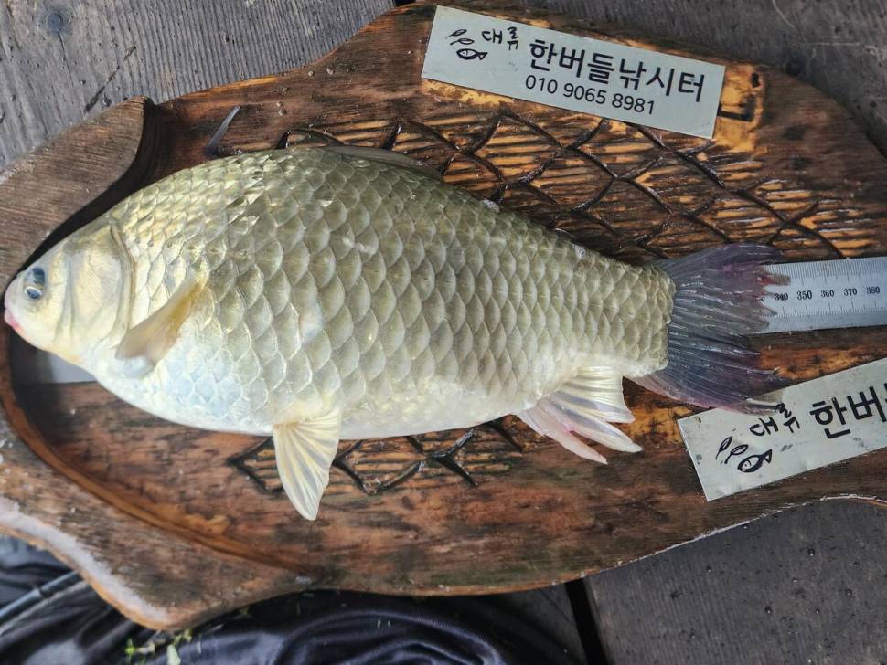 청풍 한버들 4짜 조황입니다 (조황조행기 - 충주호조황속보)