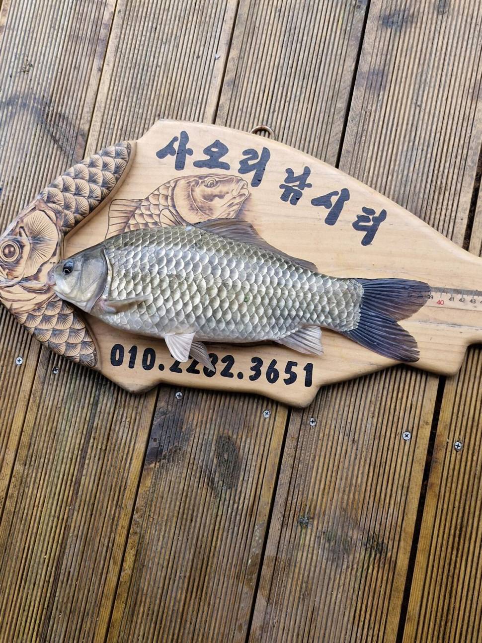 사오리낚시터 조황정보 (조황조행기 - 충주호조황속보)