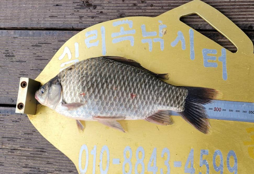 청풍실리곡낚시터 허리급 조황입니다 (조황조행기 - 충주호조황속보)