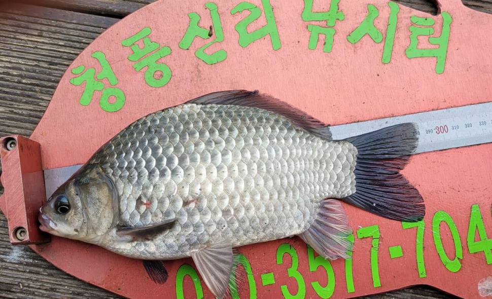 청풍신리낚시터 허리급 조황입니다 (조황조행기 - 충주호조황속보)