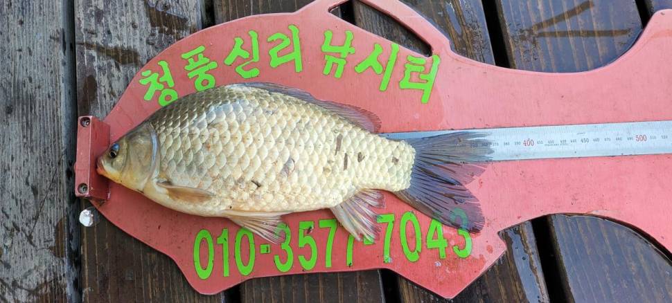 청풍신리낚시터 435cm외 허리급 조황입니다 (조황조행기 - 충주호조황속보)