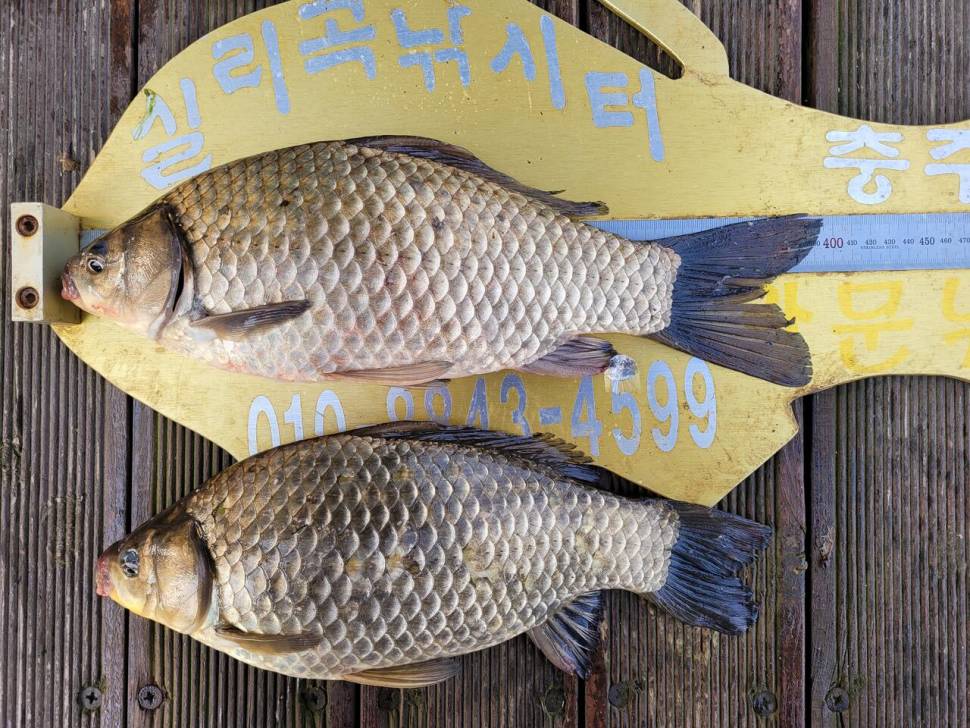 청풍실리곡낚시터 438cm4짜4짜4짜4짜 조황입니다 (조황조행기 - 충주호조황속보)