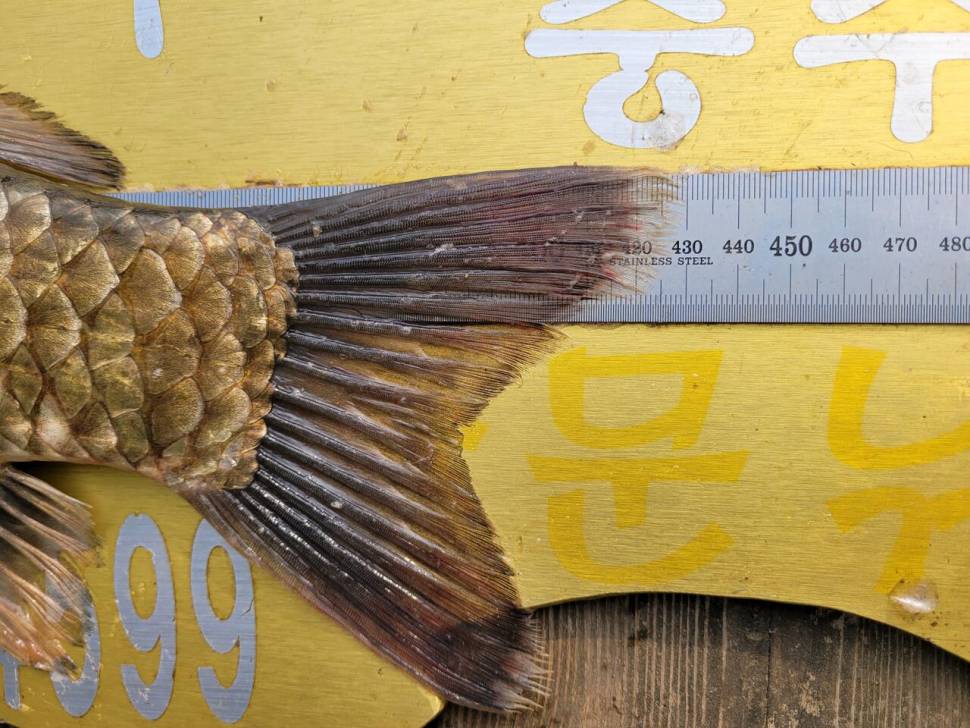 청풍실리곡낚시터 43cm 대물입니다 (조황조행기 - 충주호조황속보)