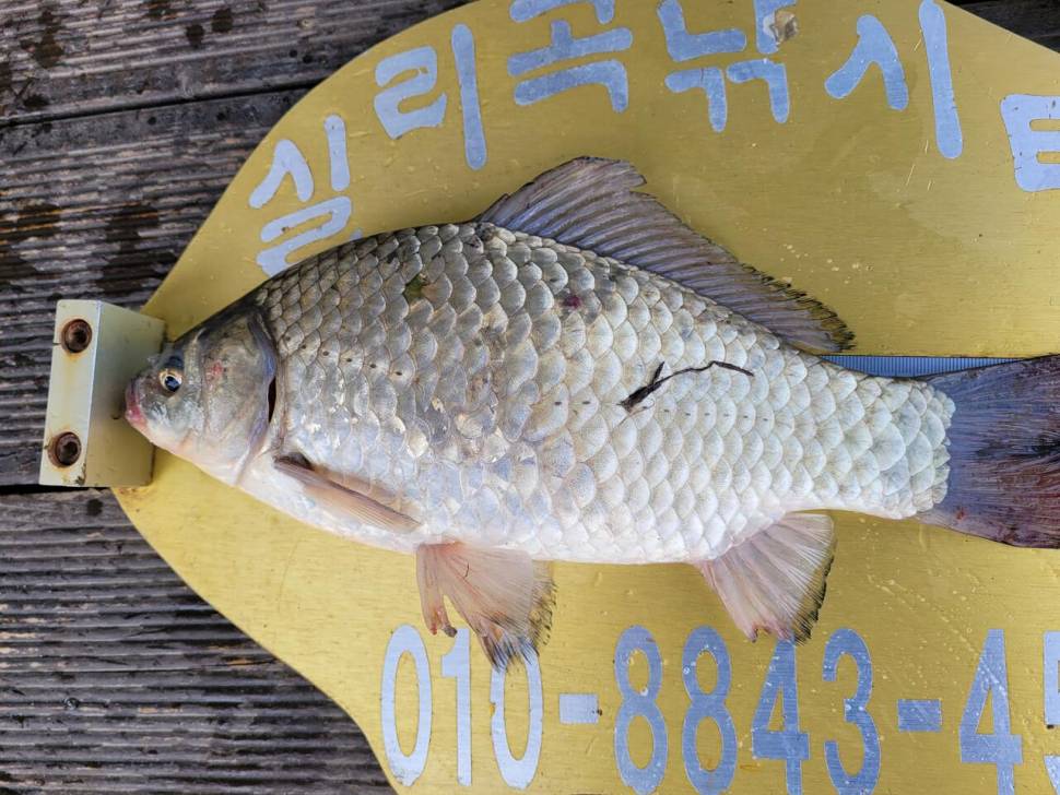 청풍실리곡낚시터 허리급 조황입니다 (조황조행기 - 충주호조황속보)