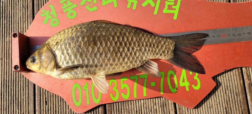 청풍신리낚시터 4짜외 허리급 조황입니다 (조황조행기 - 충주호조황속보)