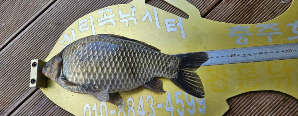 청풍 실리곡낚시터 4짜 조황입니다 (조황조행기 - 충주호조황속보)