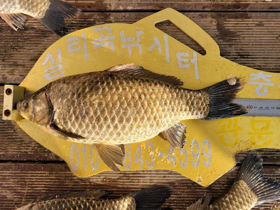 청풍실리곡낚시터 4짜외 허리급 조황입니다 (조황조행기 - 충주호조황속보)