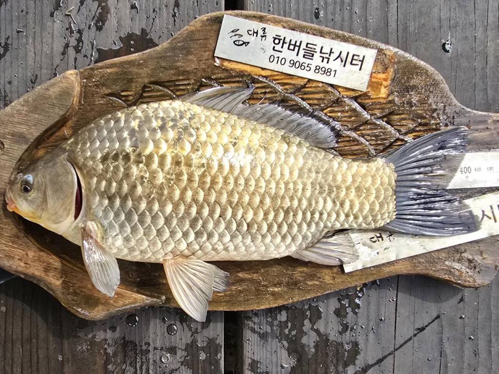 청풍 한버들 호조황입니다 (조황조행기 - 충주호조황속보)