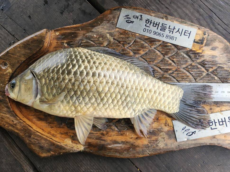 청풍 한버들 4짜 조황입니다 (조황조행기 - 충주호조황속보)