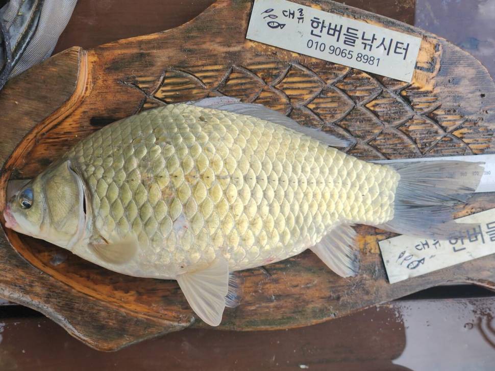 청풍 한버들 4짜 조황입니다 (조황조행기 - 충주호조황속보)