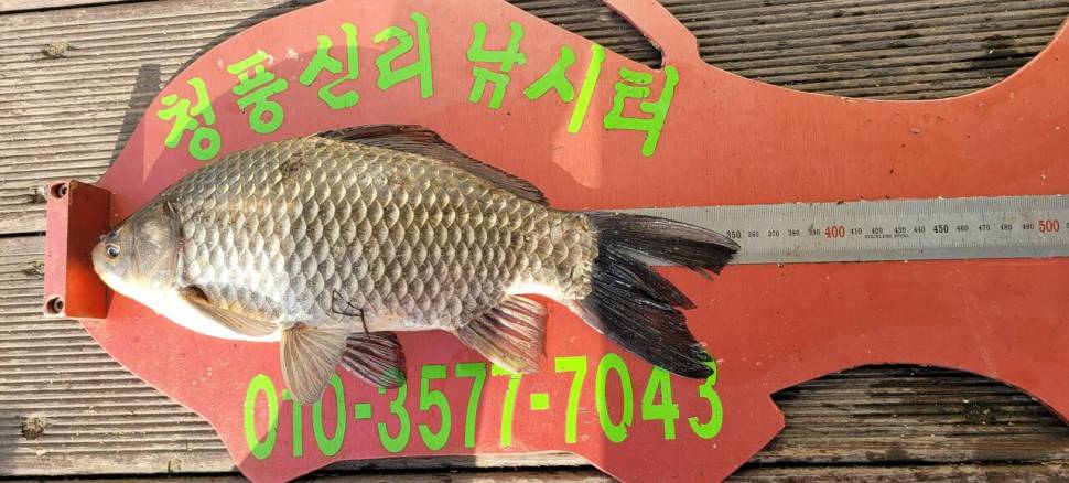 청풍신리낚시터 허리급 조황입니다 (조황조행기 - 충주호조황속보)