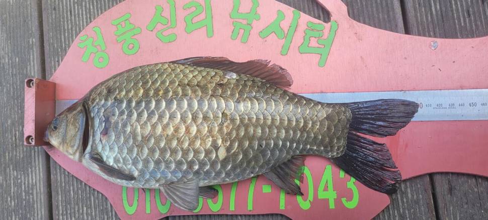 청풍신리낚시터 4짜외 허리급 조황입니다 (조황조행기 - 충주호조황속보)