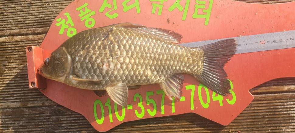 청풍신리낚시터 4짜외 허리급 조황입니다 (조황조행기 - 충주호조황속보)