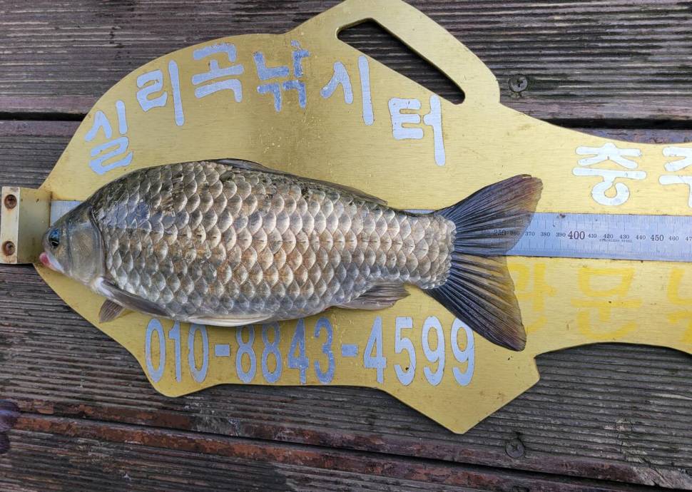 청풍실리곡낚시터 조황입니다 (조황조행기 - 충주호조황속보)