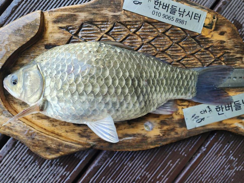 청풍 한버들 조황입니다 (조황조행기 - 충주호조황속보)