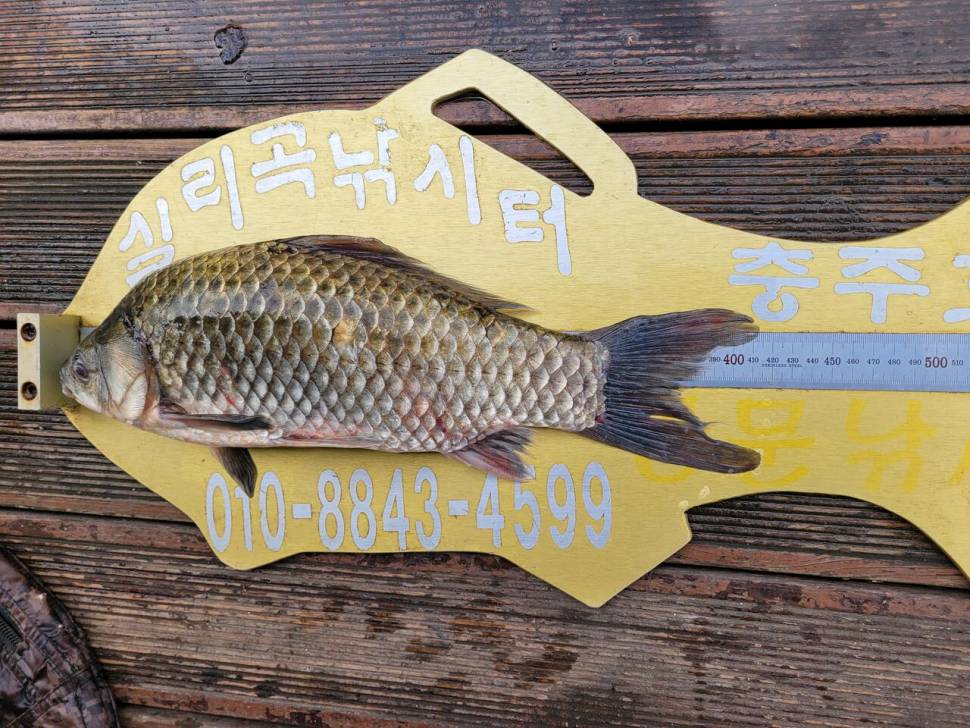 청풍실리곡낚시터 조황입니다 (조황조행기 - 충주호조황속보)