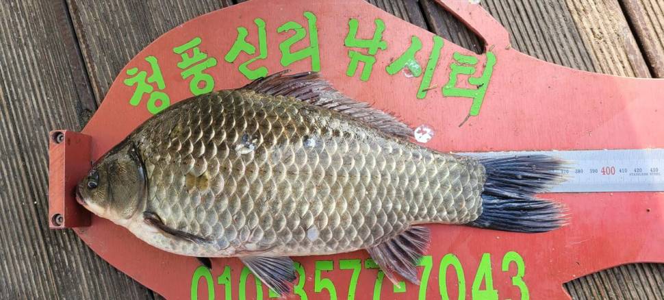 청풍신리낚시터 허리급 조황입니다 (조황조행기 - 충주호조황속보)