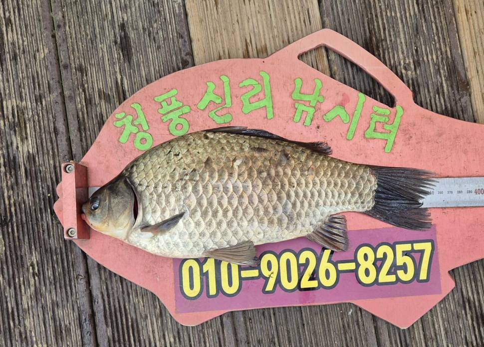 청풍신리낚시터 조황입니다 (조황조행기 - 충주호조황속보)