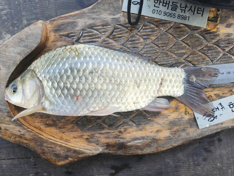 청풍 한버들 4짜 조황입니다 (조황조행기 - 충주호조황속보)