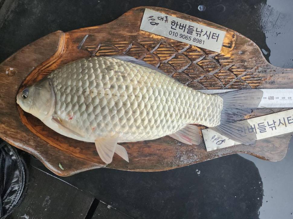청풍 한버들 4짜 조황입니다 (조황조행기 - 충주호조황속보)