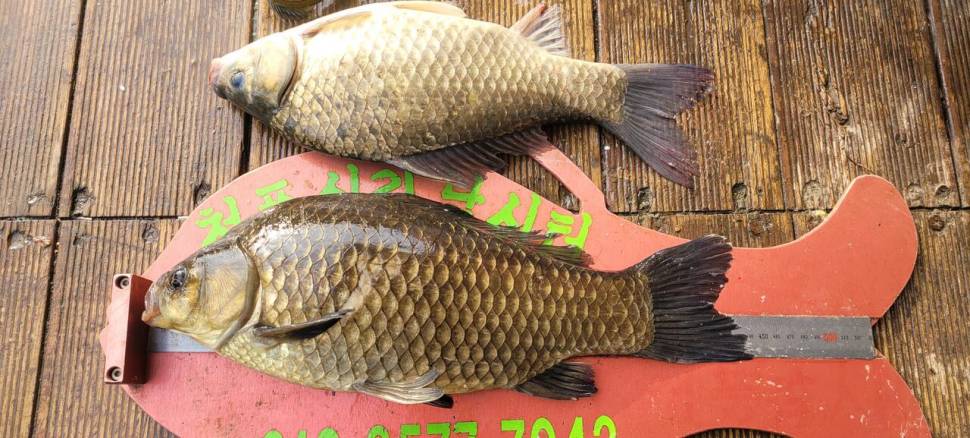 청풍신리낚시터 44cm4짜 조황입니다 (조황조행기 - 충주호조황속보)