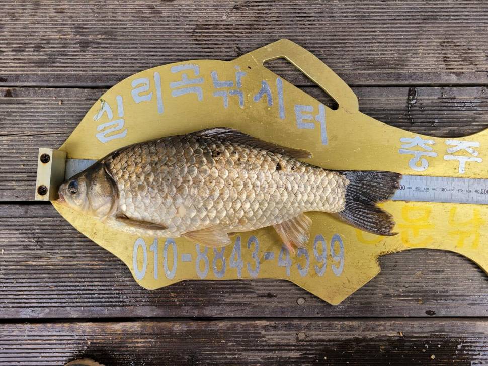 청풍실리곡낚시터 438cm4짜4짜4짜4짜 조황입니다 (조황조행기 - 충주호조황속보)
