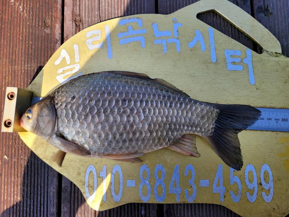 청풍실리곡낚시터 4짜외 허리급 조황입니다 (조황조행기 - 충주호조황속보)