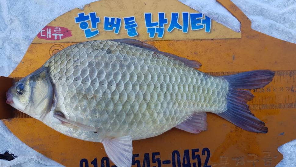 한버들 조황입니다 (조황조행기 - 충주호조황속보)