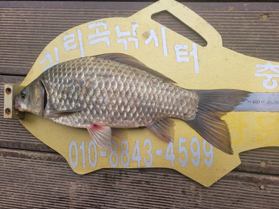 청풍실리곡낚시터 4짜외 허리급 조황입니다 (조황조행기 - 충주호조황속보)
