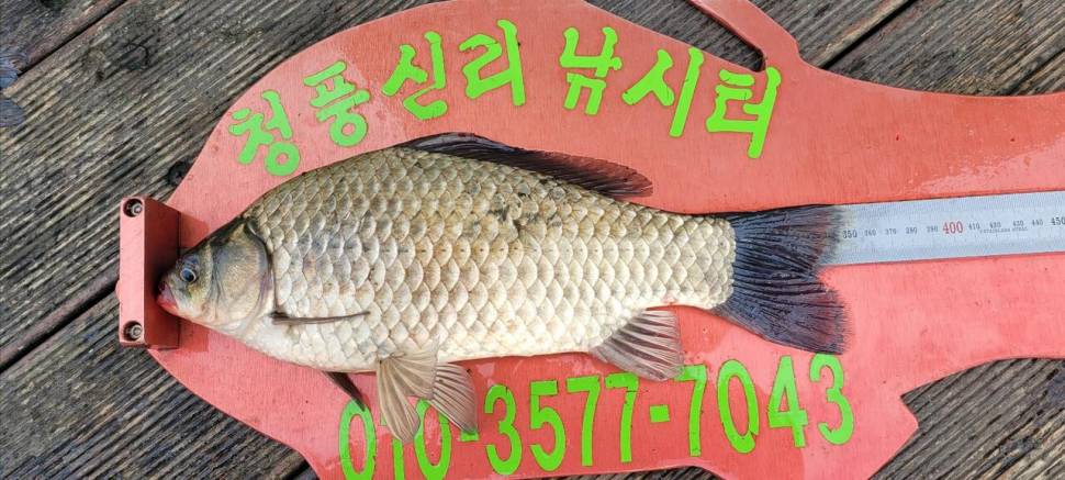 청풍신리낚시터 41cm외 허리급3수입니다 (조황조행기 - 충주호조황속보)