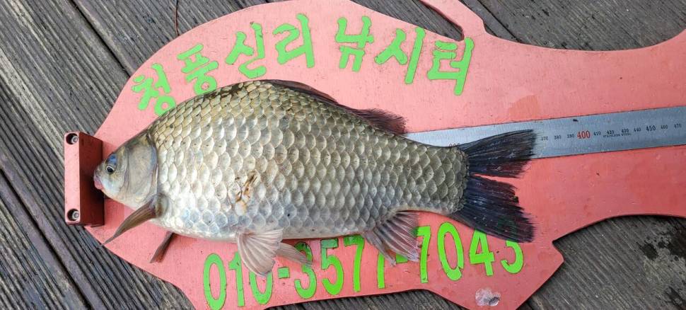 청풍신리낚시터 허리급 조황입니다 (조황조행기 - 충주호조황속보)
