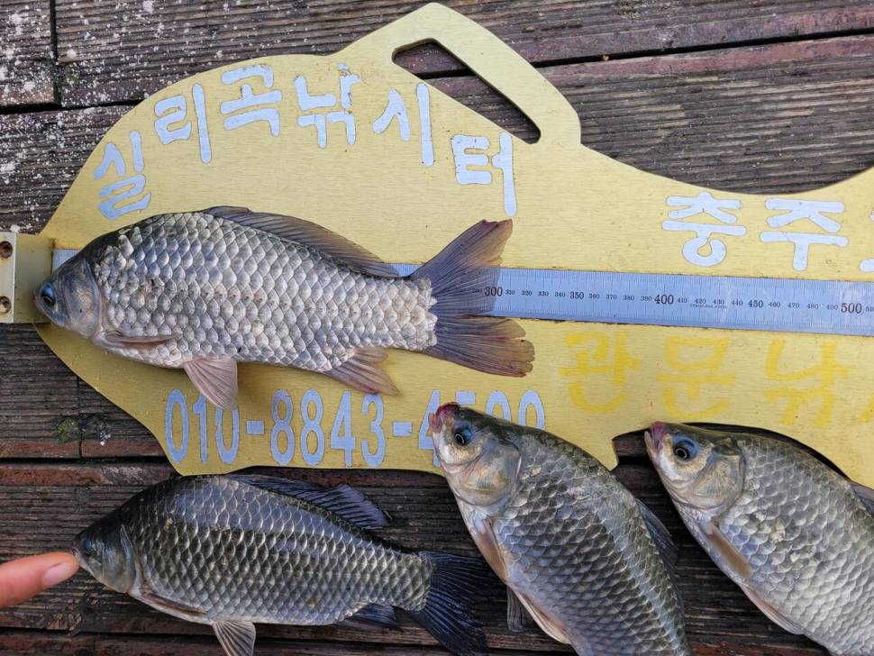 청풍실리곡낚시터 소식입니다 (조황조행기 - 충주호조황속보)