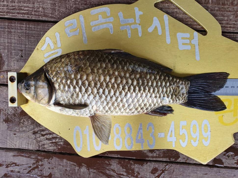 실리곡낚시터 허리급 5수 조황입니다 (조황조행기 - 충주호조황속보)