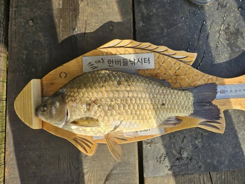 청풍 한버들 조황입니다 (조황조행기 - 충주호조황속보)